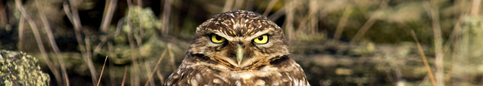 Burrowing Owl